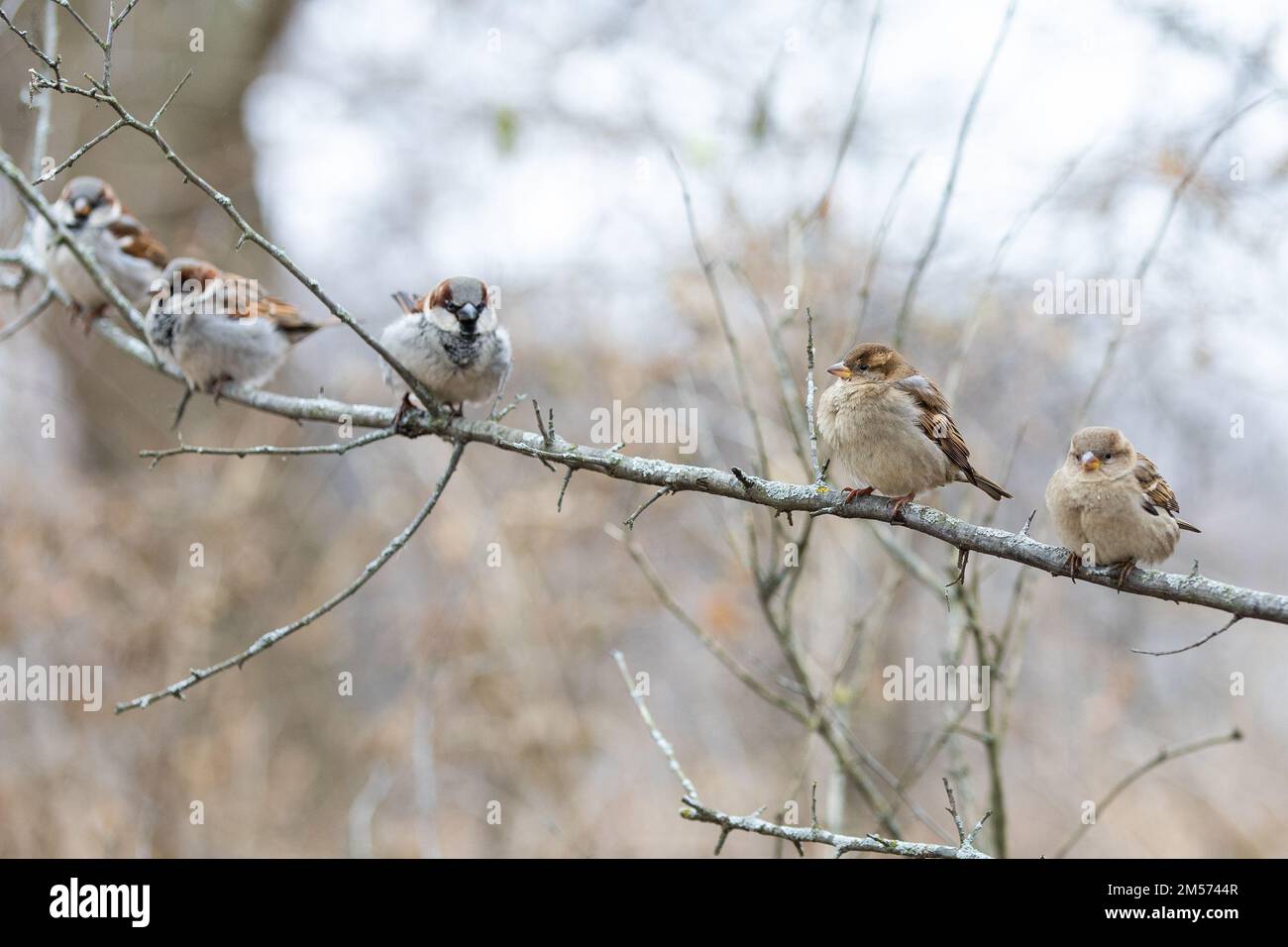 Eine Nahaufnahme süßer kleiner Spatzen, die auf einem trockenen Ast im Wald sitzen Stockfoto