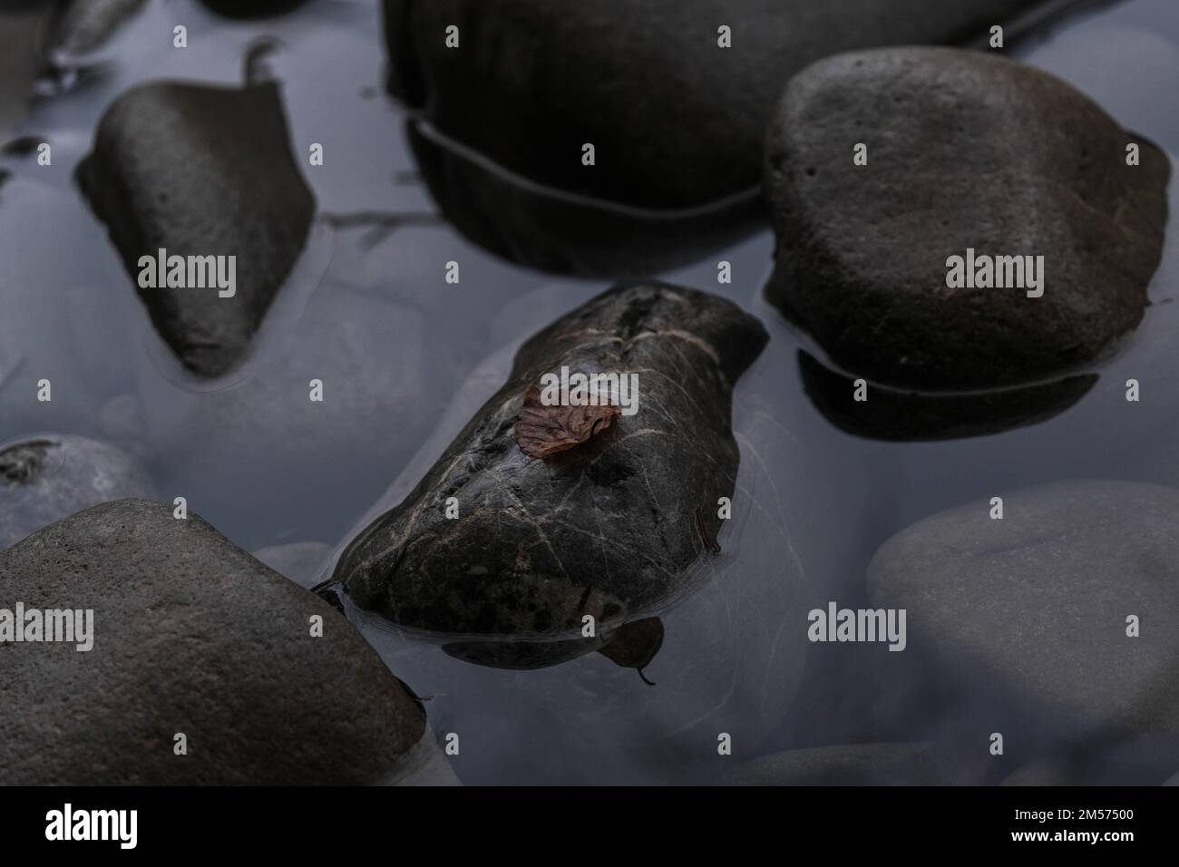 Ein Felsen mit Laub darauf, der im Wasser liegt. Das Wasser spiegelte sich wunderschön wider. Stockfoto