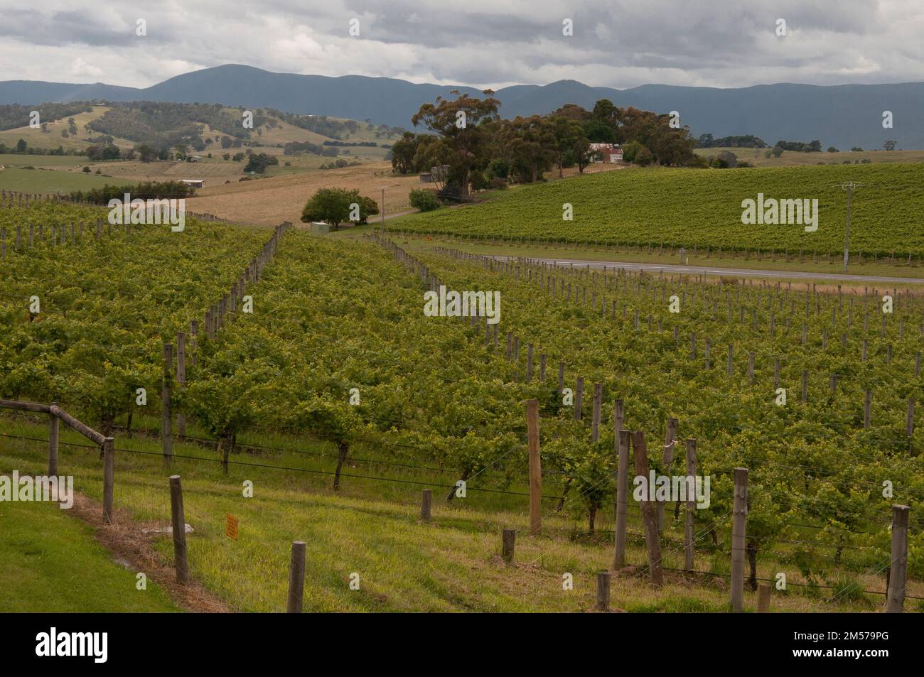 Balgownie Estate, Yarra Valley, Victoria, Australien Stockfoto
