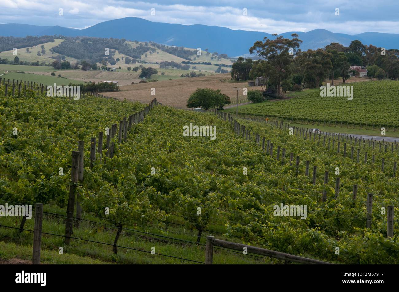 Balgownie Estate, Yarra Valley, Victoria, Australien Stockfoto