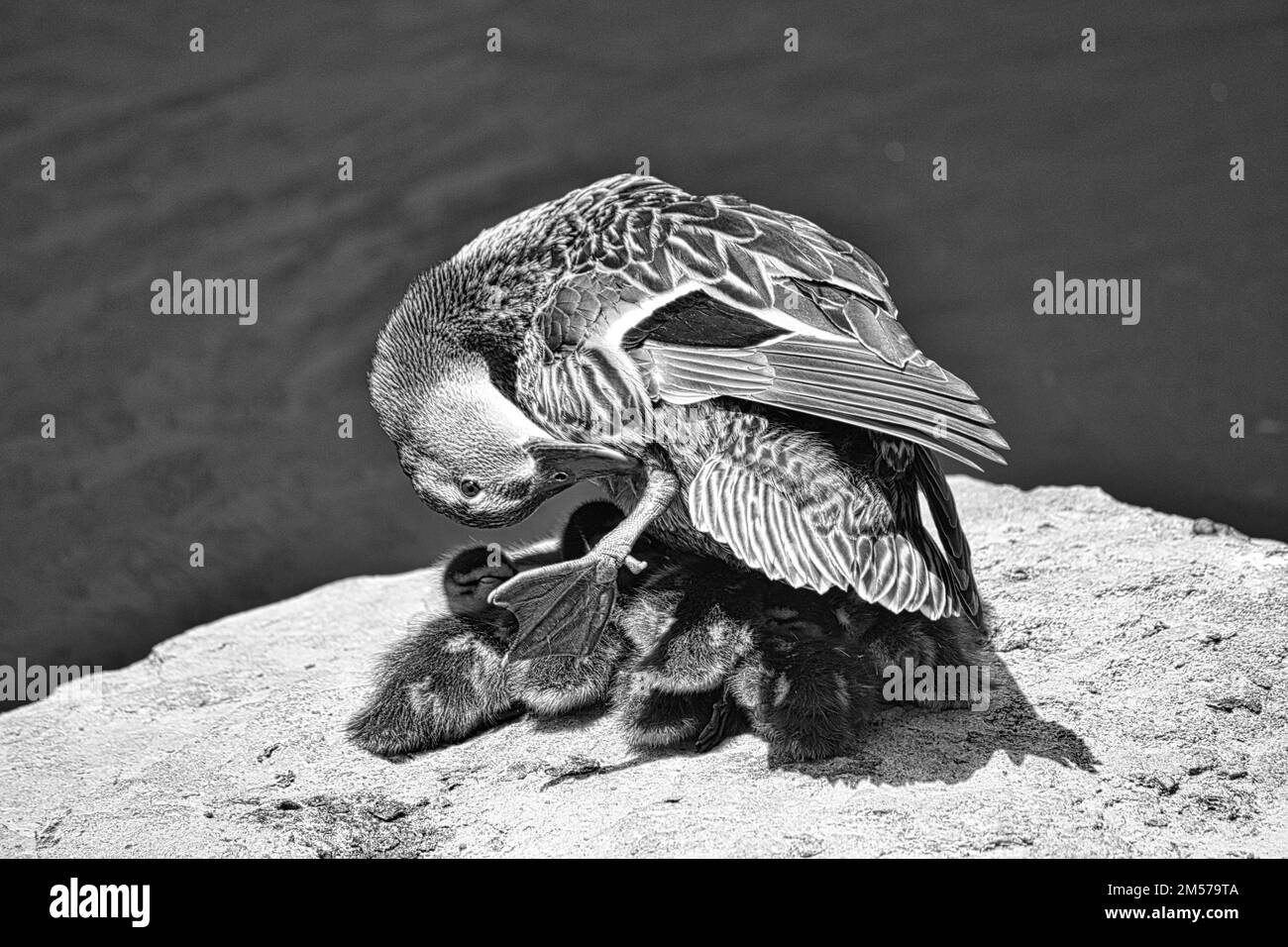 Eine Mutterente, die ihre Enten vor der Sonne schützt Stockfoto