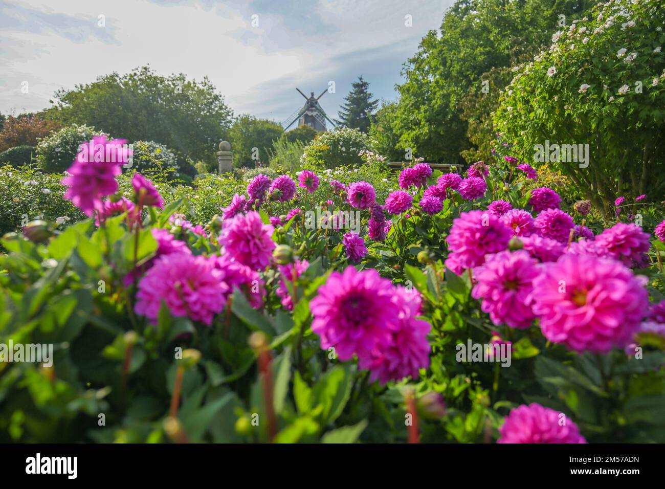 Blumenpark und Windmühle. Violette Dahlia in einem wunderschönen Park. Öffentlicher Park mit wunderschöner Aussicht. Dahlia Blumen in einem sonnigen Park Stockfoto