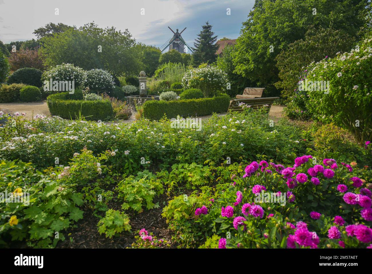 dahlia-Blumen in einem wunderschönen Park. park mit wunderschöner Aussicht. Dahlia-Blumen in einem sonnigen Park. Blumenpark und Windmühle. Stockfoto