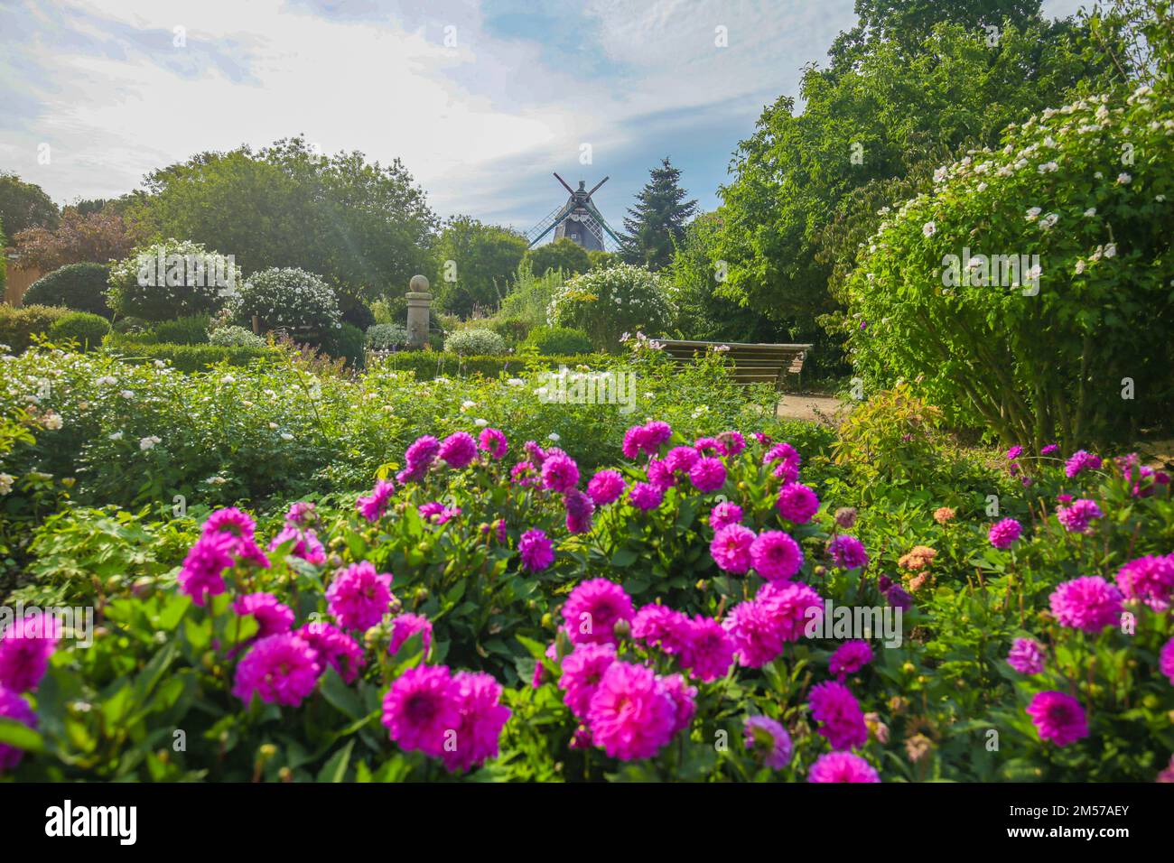 Violette Dahlienblumen in einem Park. Blumenpark und Windmühle. Öffentlicher Park mit einer wunderschönen Aussicht. Dahlia-Blumen in einem sonnigen Park Stockfoto