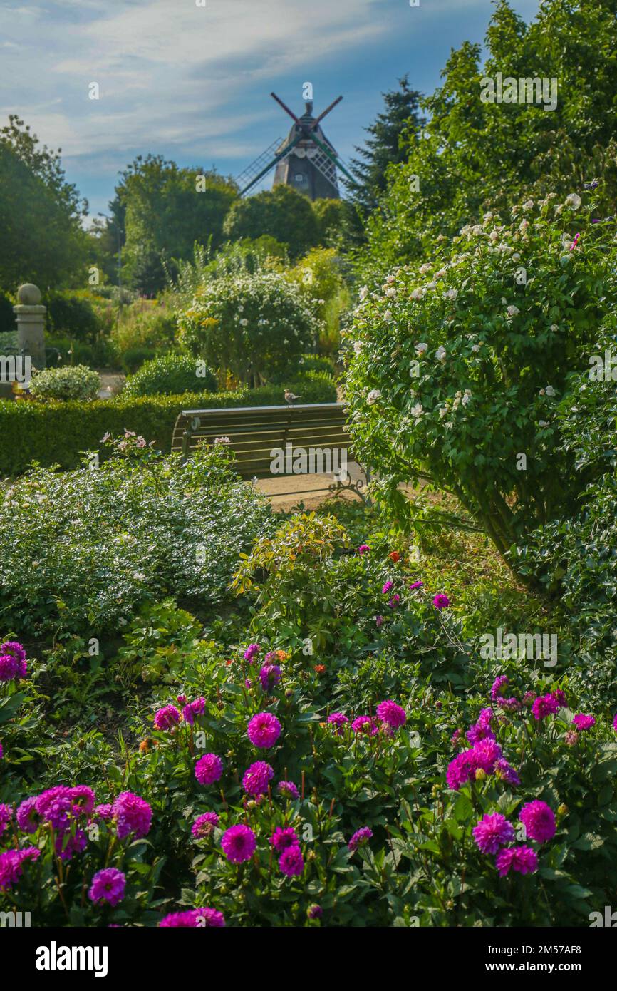 park mit wunderschöner Aussicht. Blumenpark und Windmühle. Lila Dahlia in einem wunderschönen Park. Stockfoto