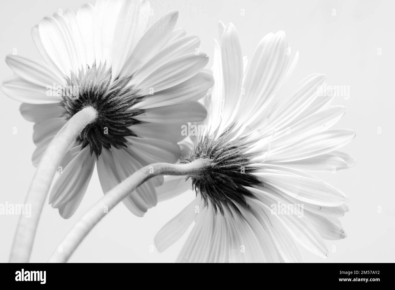 Schwarzweißbild von blühenden Gerbera-Blumen mit weißem Hintergrund und Kopierbereich Stockfoto