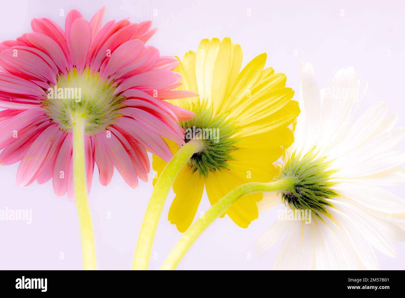 Bild von Gerbera-Blumen mit Stielen, leuchtenden Farben und weißem Hintergrund Stockfoto