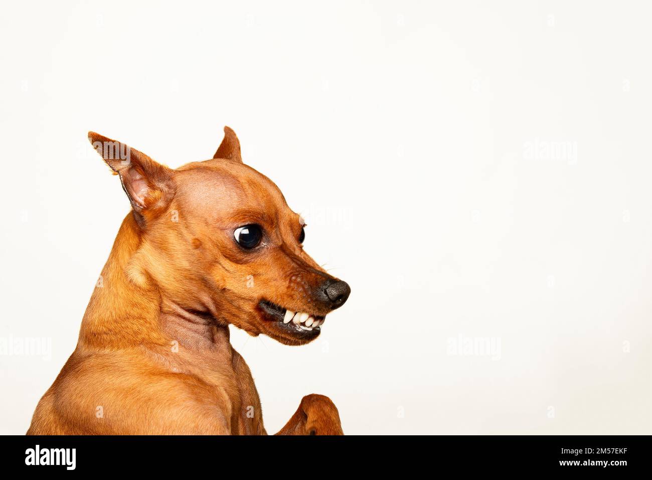 Wütender Hund auf weißem Hintergrund. Tieraggressionen. Das Gesicht eines wütenden Hundes. Das Grinsen eines Haustiers. Stockfoto