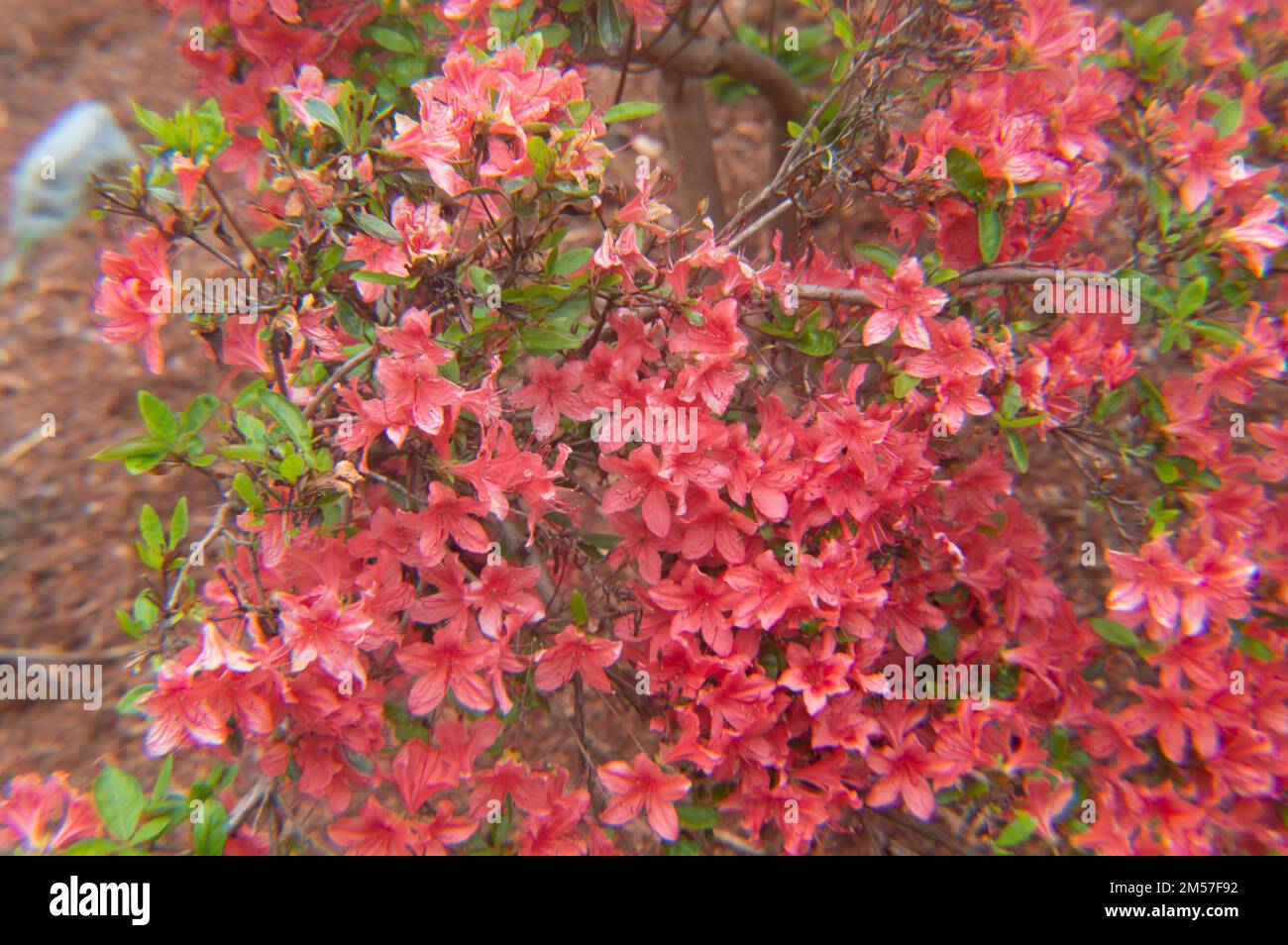 Ein Fleckchen rosa Rhododendron Präsident Roosevelt Blumen mit grünen Blättern im Garten Stockfoto