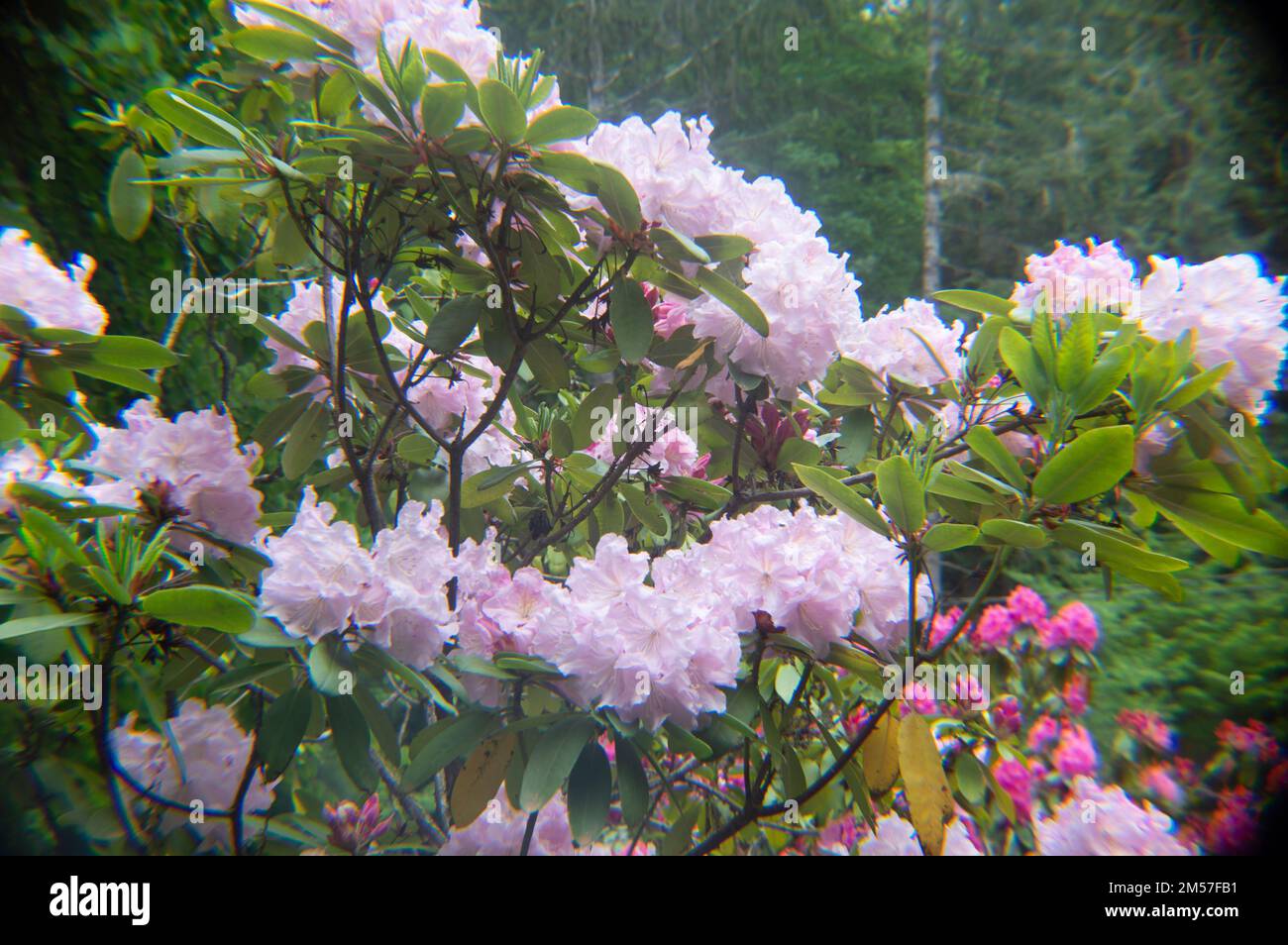 Ein Fleckchen rosa Rhododendron Präsident Roosevelt Blumen mit grünen Blättern im Garten Stockfoto