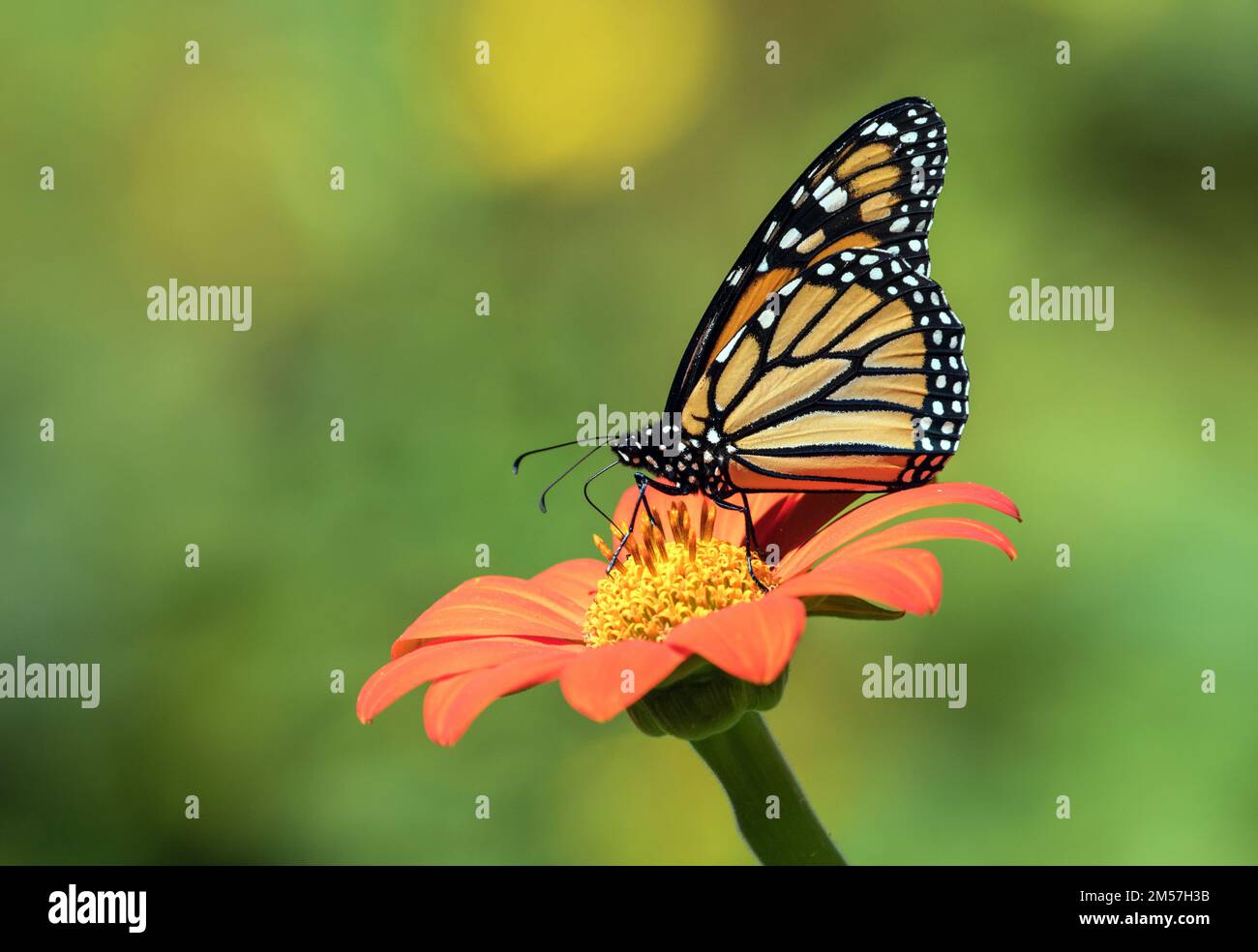 Seitenprofil des weiblichen Monarch Butterfly, der während der Herbstwanderung in Kanada auf Pollen von mexikanischen Sonnenblumen sitzt und sich ernährt Stockfoto