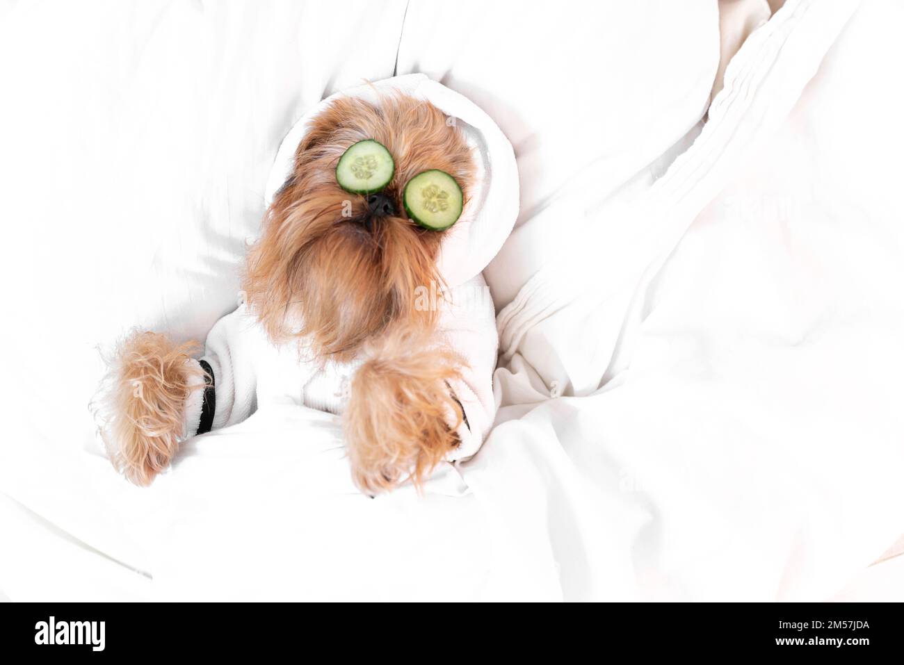 Die Brüsseler Griffon-Hunderasse liegt auf dem Bett, auf dem Gesicht mit einer Gurke. Hochwertiges Foto Stockfoto
