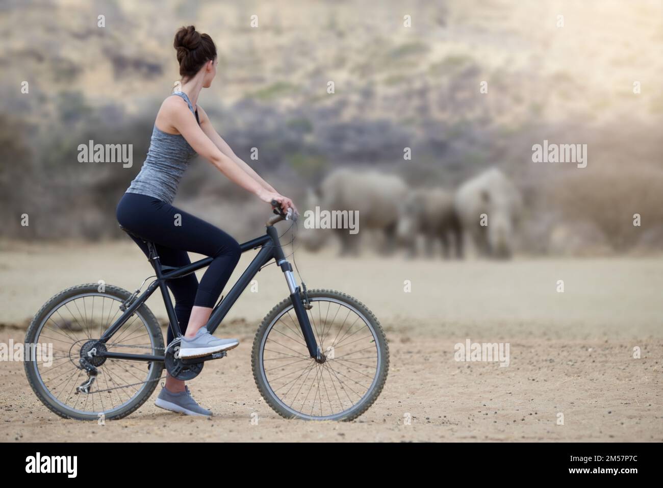 Afrika auf umweltbewusste Weise erkunden. Eine junge Frau auf einem Fahrrad, die eine Gruppe Nashörner im Veld ansieht. Stockfoto