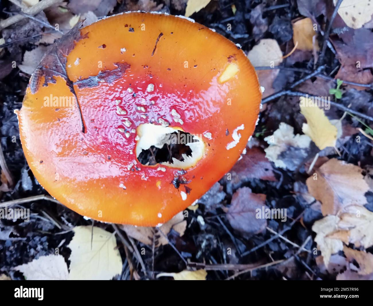 amanita-Pilze auf Birmingham UK Stockfoto