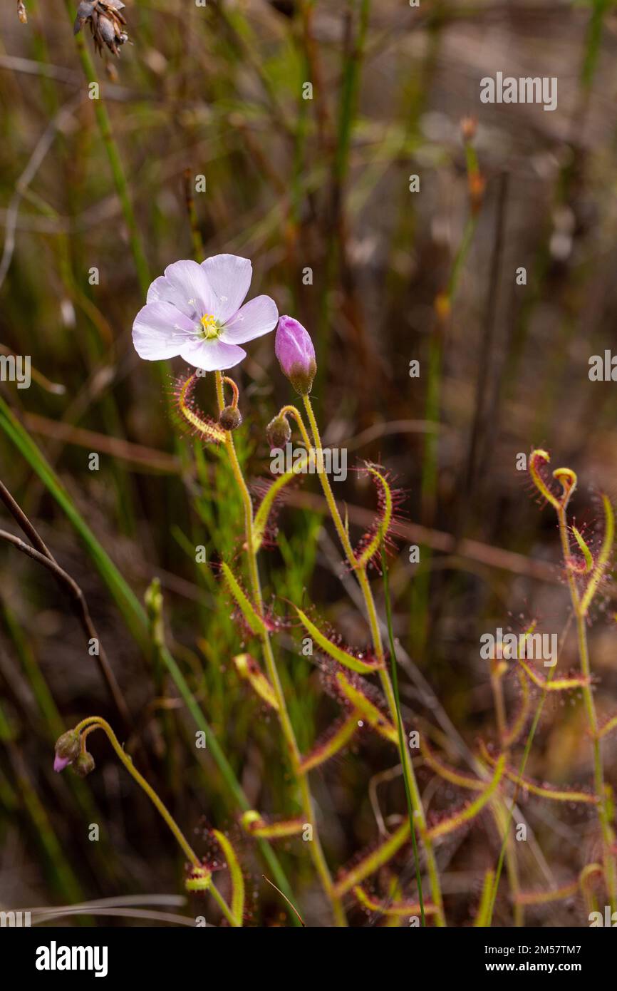 Die Blüte von Drosera liniflora im natürlichen Lebensraum Stockfoto