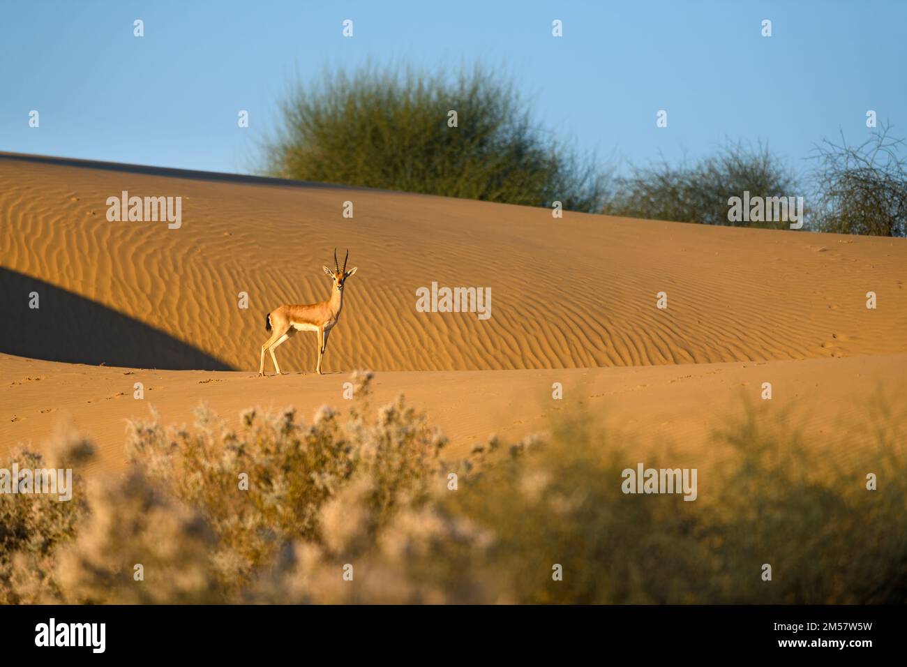 Männliche Chinkara auf Sanddünen von Thar Desertch Stockfoto
