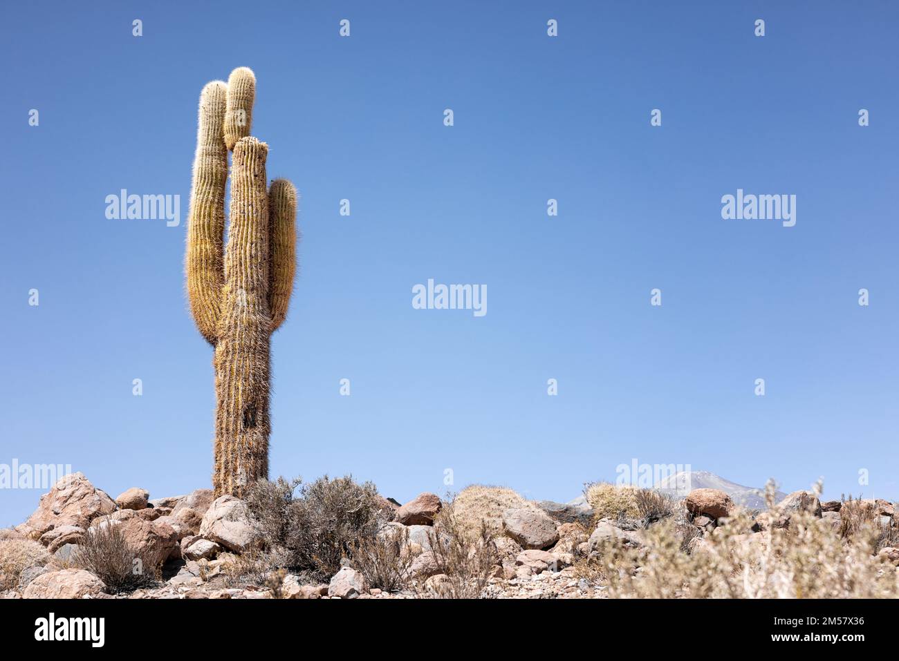 Kakteen in der Atacama-Wüste - Echinopsis atacamensis sind riesige Kakteen, typisch für die Flora in Nordchilen Stockfoto