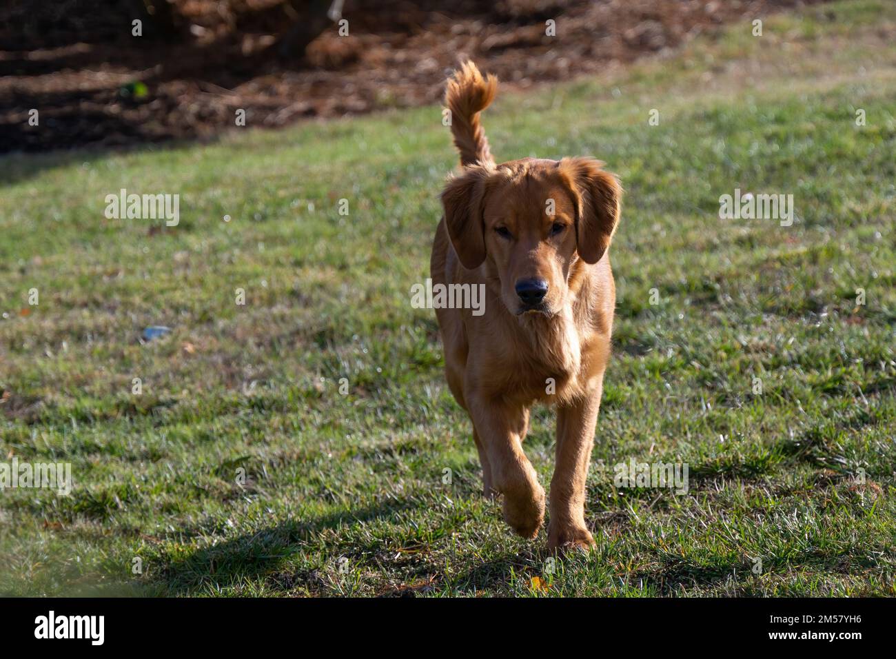 Ein wunderschöner Blick auf einen jungen Golden Retriever, der über eine grasbedeckte Gegend trottet Stockfoto