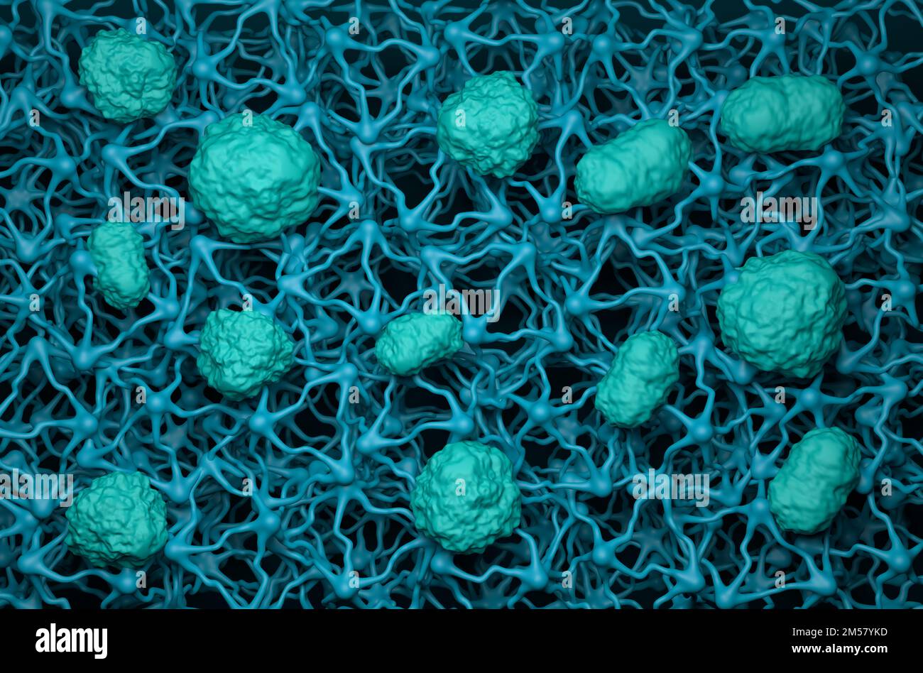 Blut-Hirn-Schranke (BBB) im menschlichen Gehirn - Vorderansicht 3D Abbildung Stockfoto