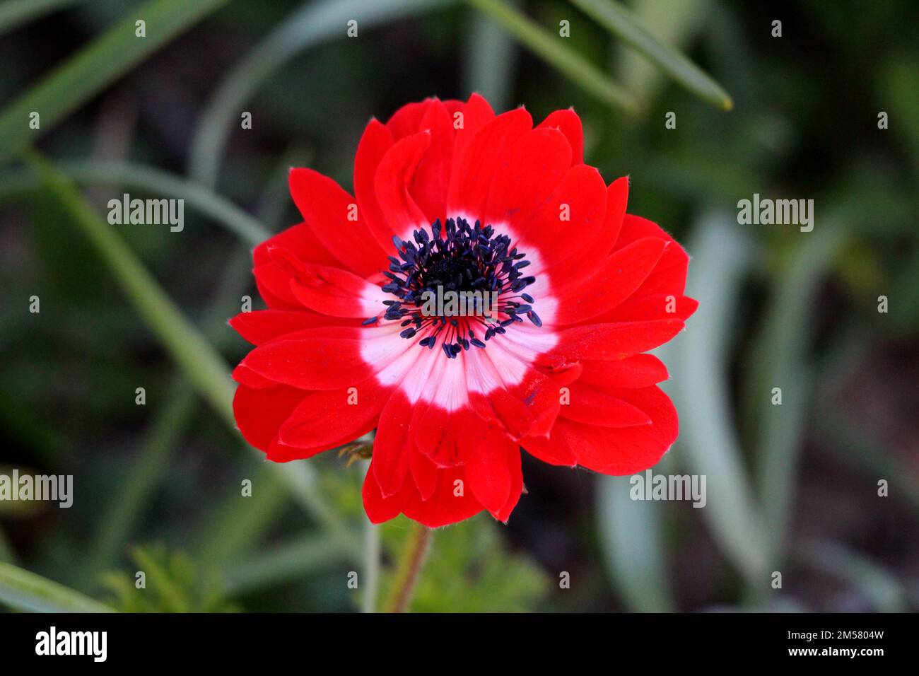 Zweifarbige Anemone-Blütenpflanze mit vollständig offener Blüte aus rot-weißen Septalen und Basalblättern mit gezahnten Blatträndern Stockfoto