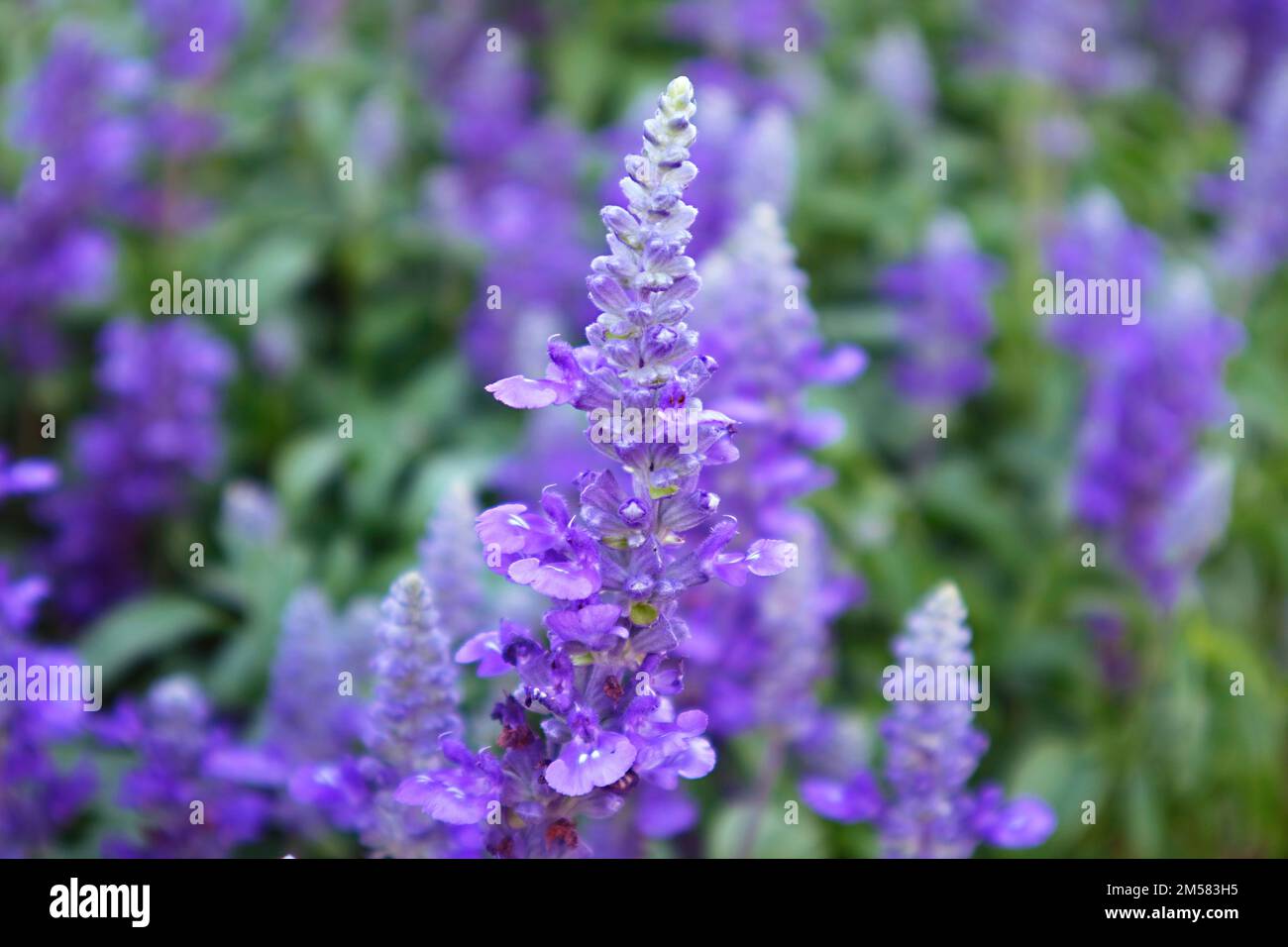 Nahaufnahme der atemberaubenden Lavendelblumen, die auf dem Feld blühen Stockfoto