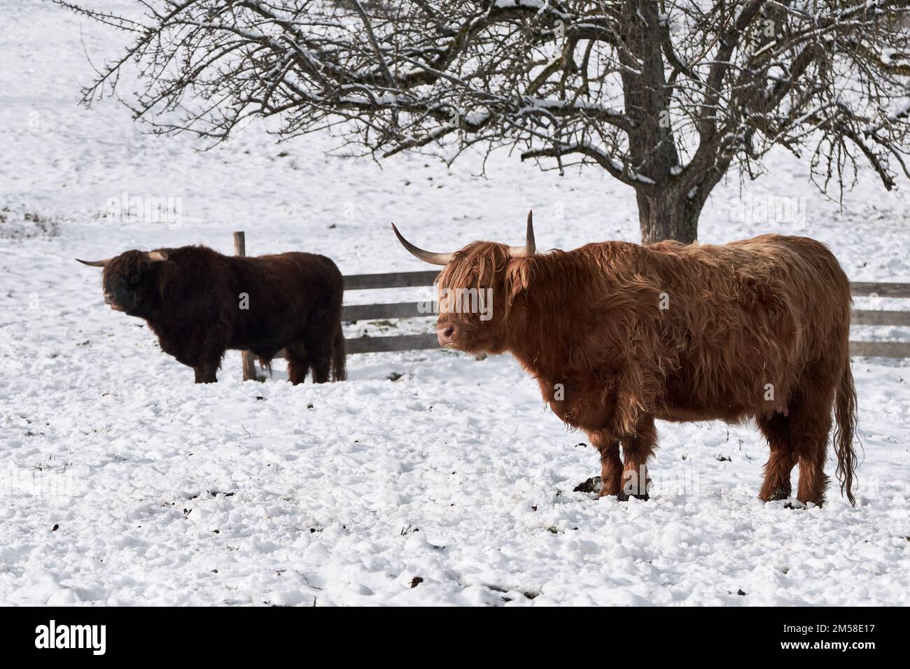 Hochlandrinder, die an einem kalten Wintertag im Schnee auf der Weide stehen Stockfoto