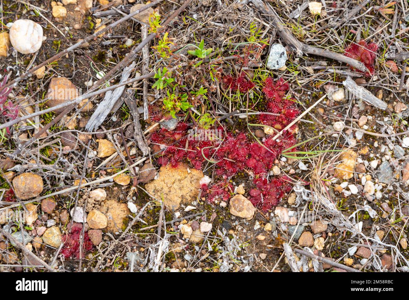 Einige rote Rosetten der Sundew Drosera trinervia im natürlichen Lebensraum Stockfoto