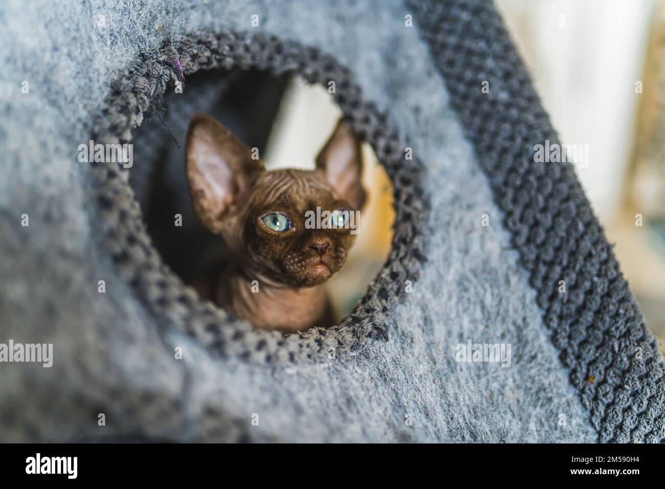 Die braune Devon-Rex-Katze sitzt in einem Katzenhaus. Hochwertiges Foto Stockfoto