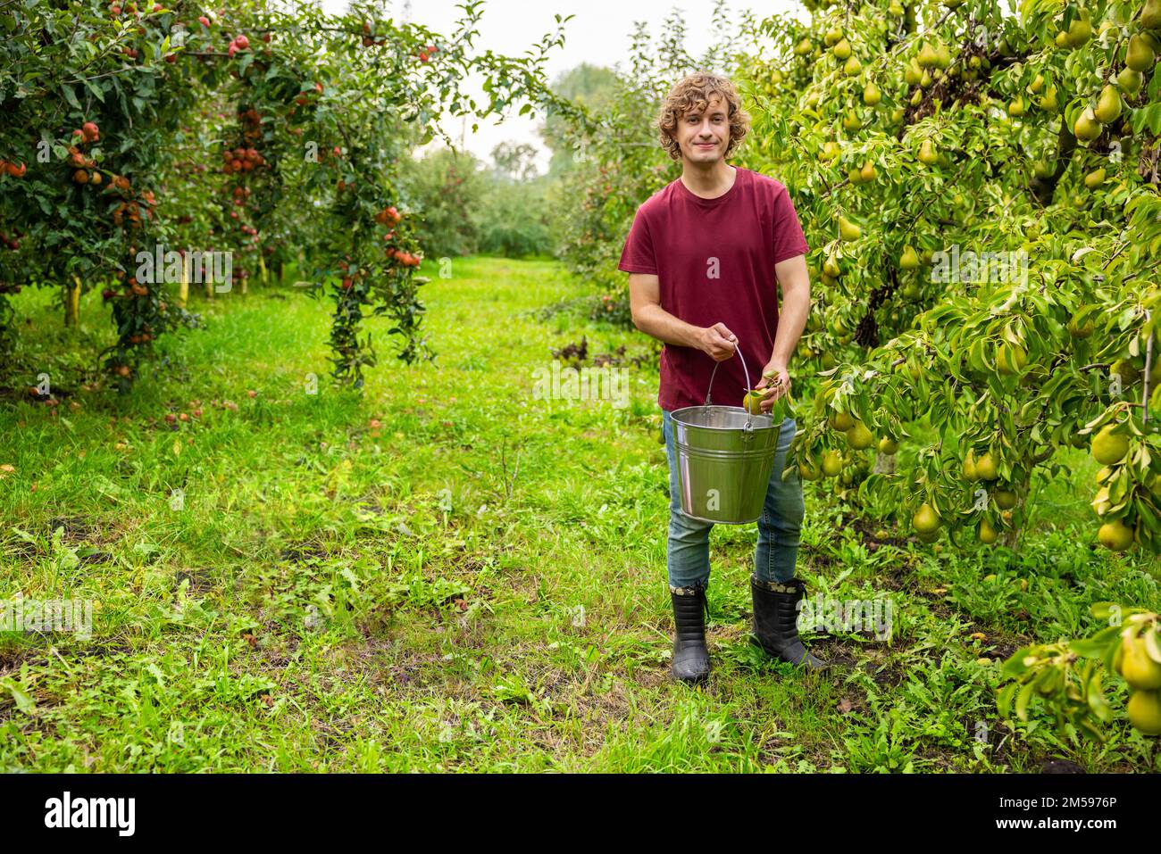 Ich freu mich, dass der Gärtner im Obstgarten Obst pflückt Stockfoto