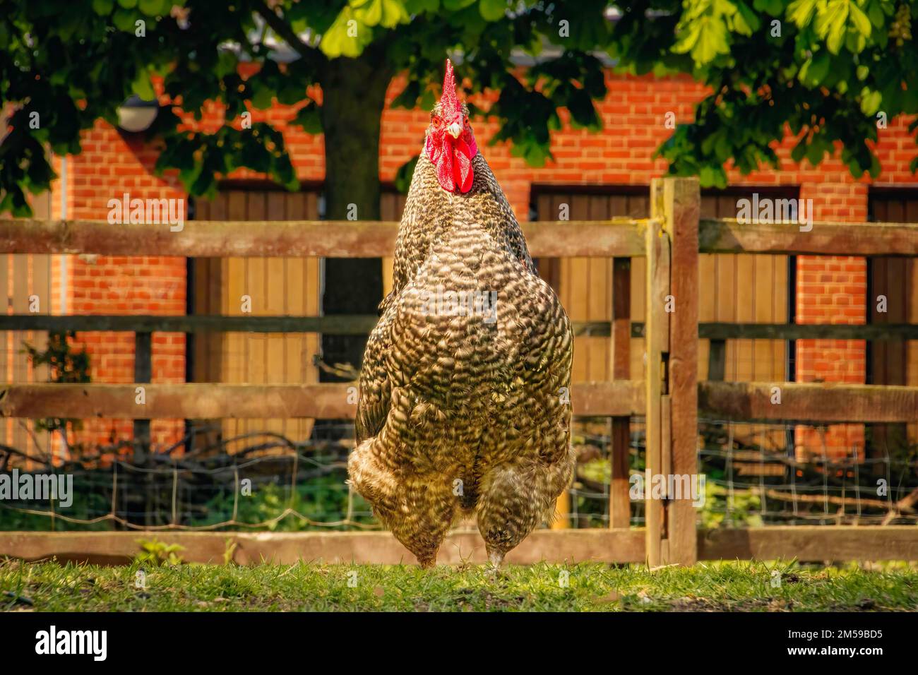 Blick von vorne auf Plymouth Rock Chicken in Gras im Streichelzoo, Hackney City Farm, London Stockfoto