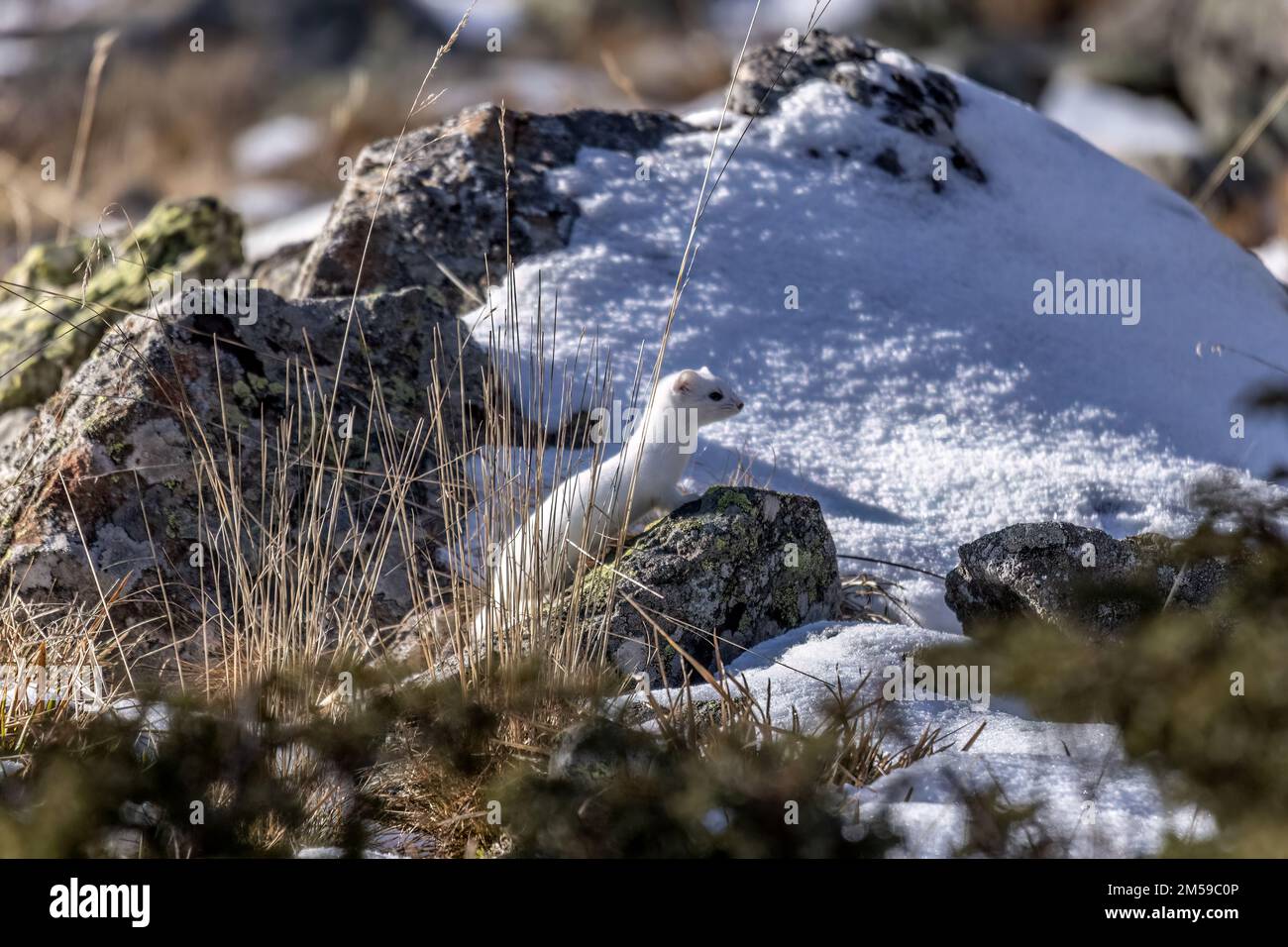 Mustela erminea, Hermelin, Marder, Großes Wiesel, Kurzschwanzwiesel, Raubtier, Pelzindustrie, Tier, Natur, Schweiz Stockfoto