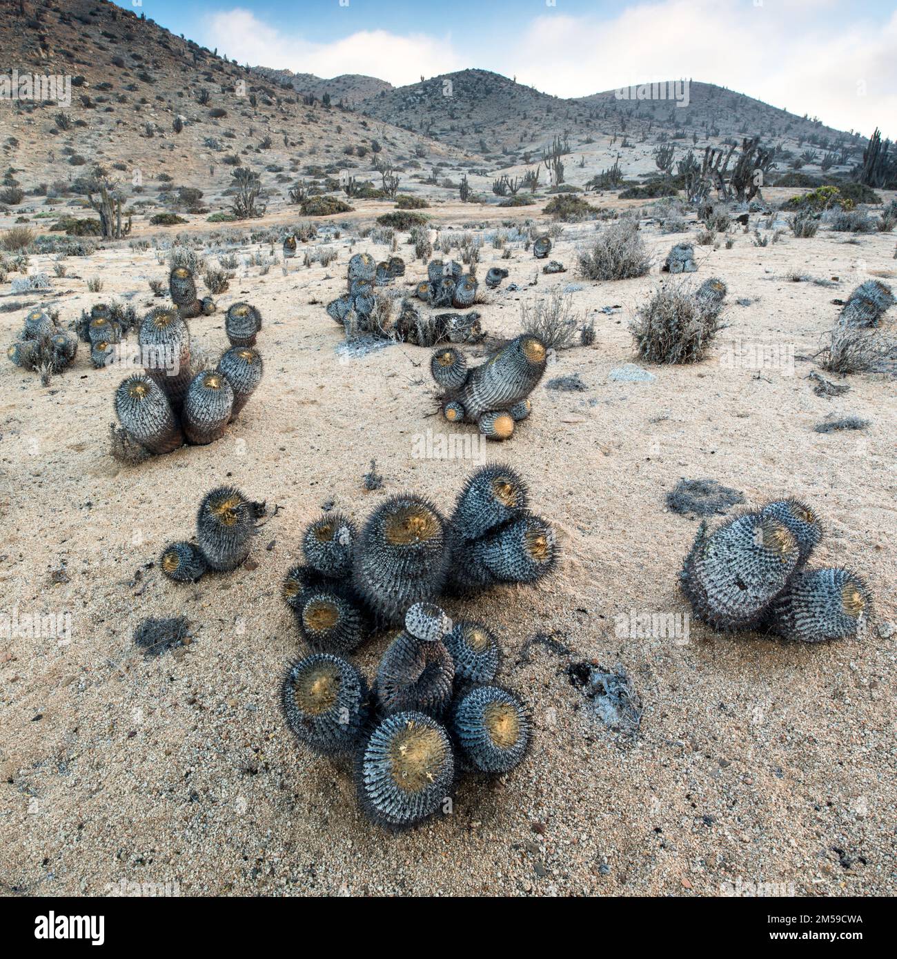 Im Pan de Azucar Nationalpark im Norden von Chile. Es ist die trockenste Wüste der Welt, die Atacma. Stockfoto