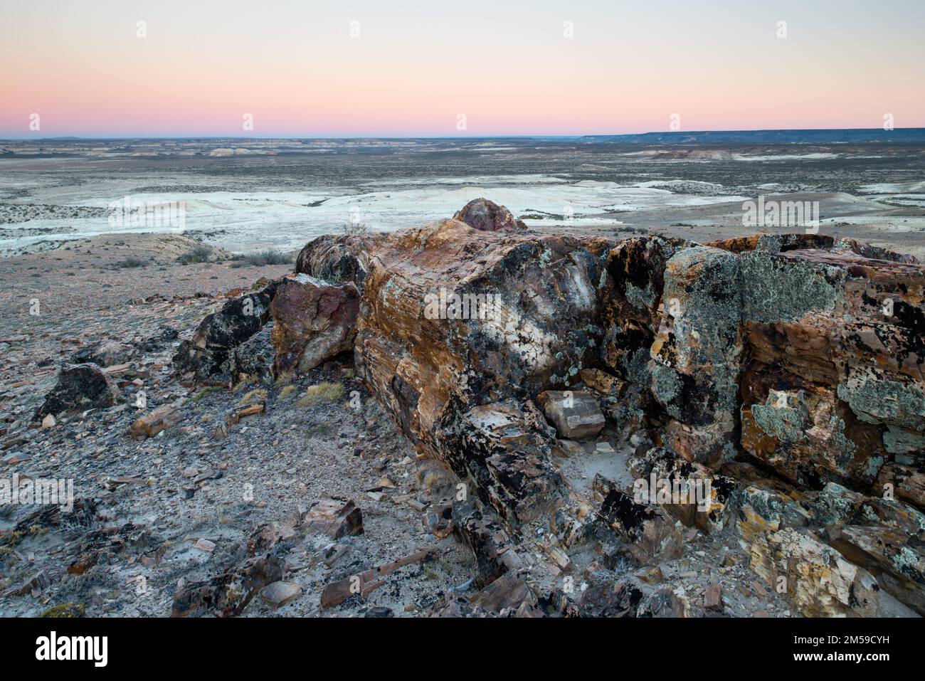 Der versteinerte Wald von Jaramillo in Patagonien, Argentinien. Stockfoto