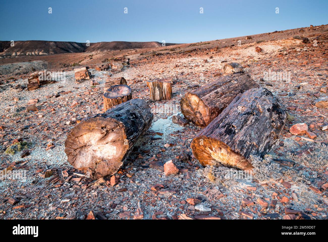 Der versteinerte Wald von Jaramillo in Patagonien, Argentinien. Stockfoto