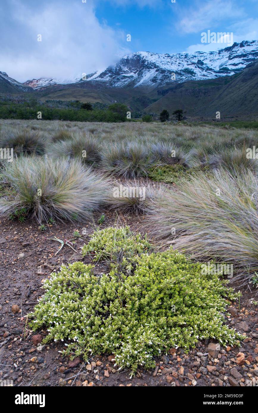 In und um Trapa Trapa, ein Ort in den Anden am Fusse des Copahue Vulkans. Stockfoto