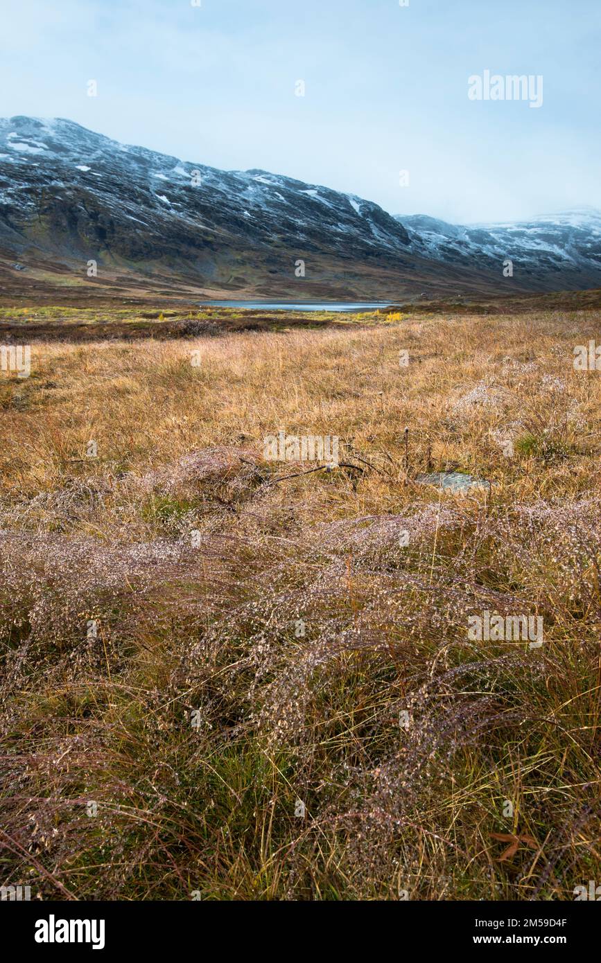 Im Tal Kårsavagge in Nordschweden, nördlich des Polarkreises, Lappland. Stockfoto