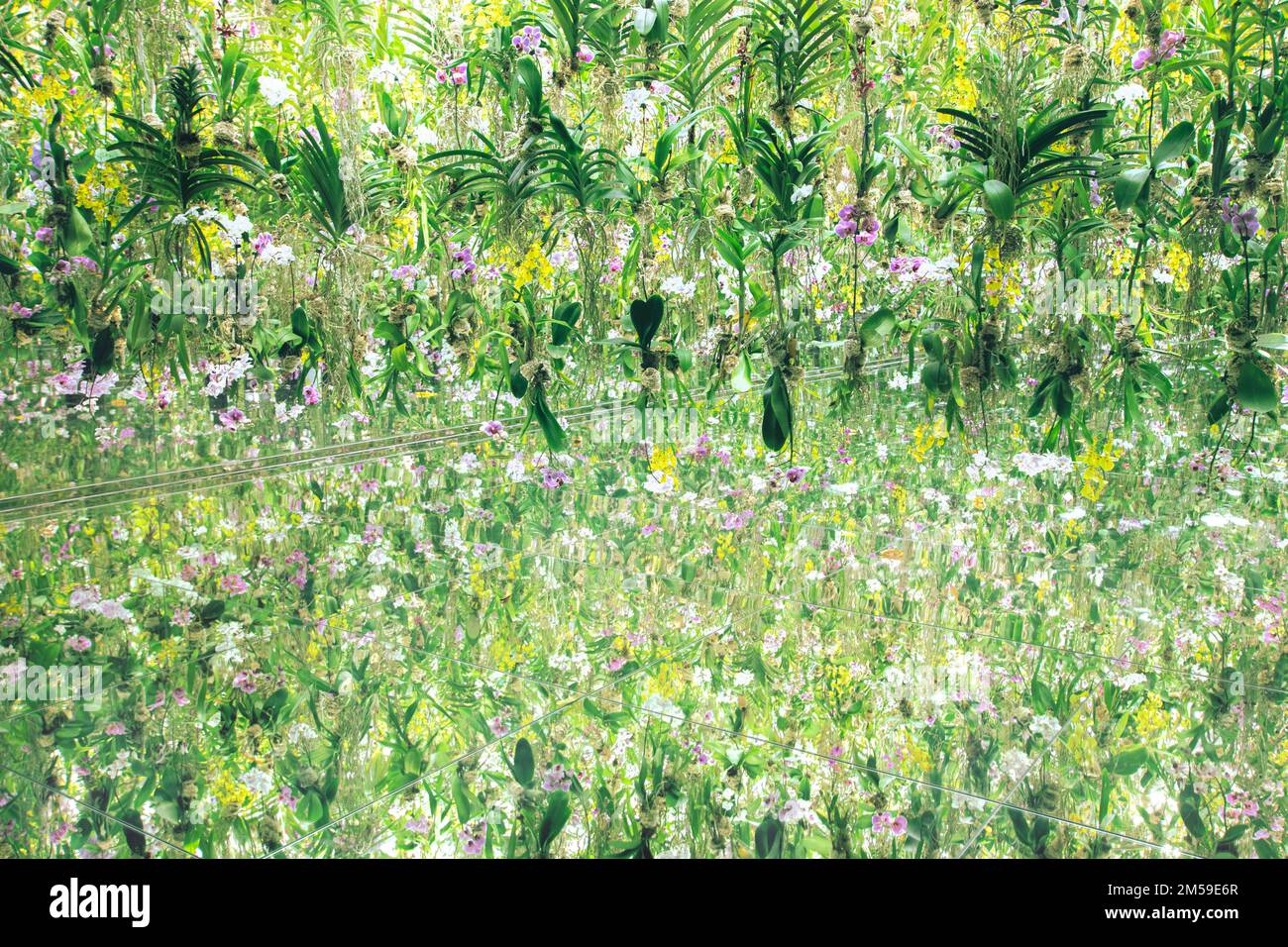 Der „Floating Flower Garden“-Raum in der immersiven Kunstausstellung in TeamLab Planets, Tokio, Japan. Stockfoto