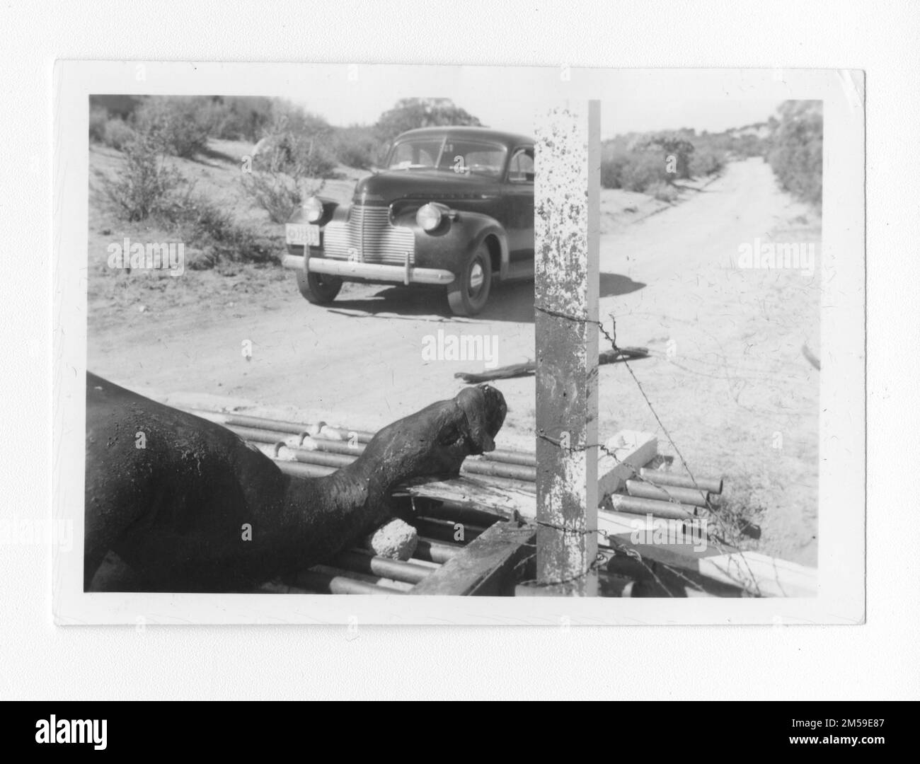 Originalunterschrift: "Totes Pferd". 1936 - 1942. Pazifikregion (Riverside, Kalifornien). Fotodruck. Innenministerium. Büro für Indianerangelegenheiten. Missionsbehörde. 11/15/1920-6/17/1946. Fotos Stockfoto