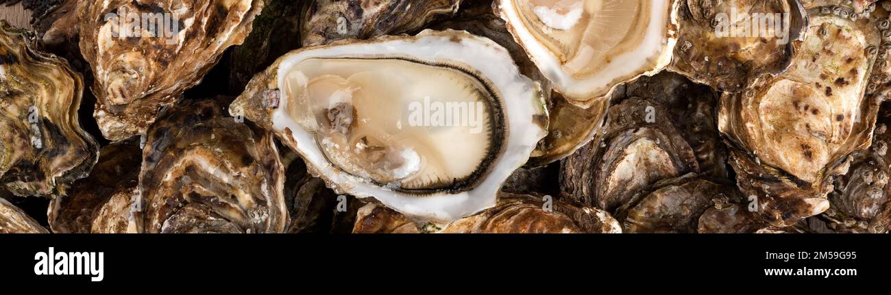 Close up frischen Fang von mehreren rohen Austern im Einzelhandel die Anzeige von Fisherman Markt, Nahaufnahme, hohe Betrachtungswinkel Stockfoto