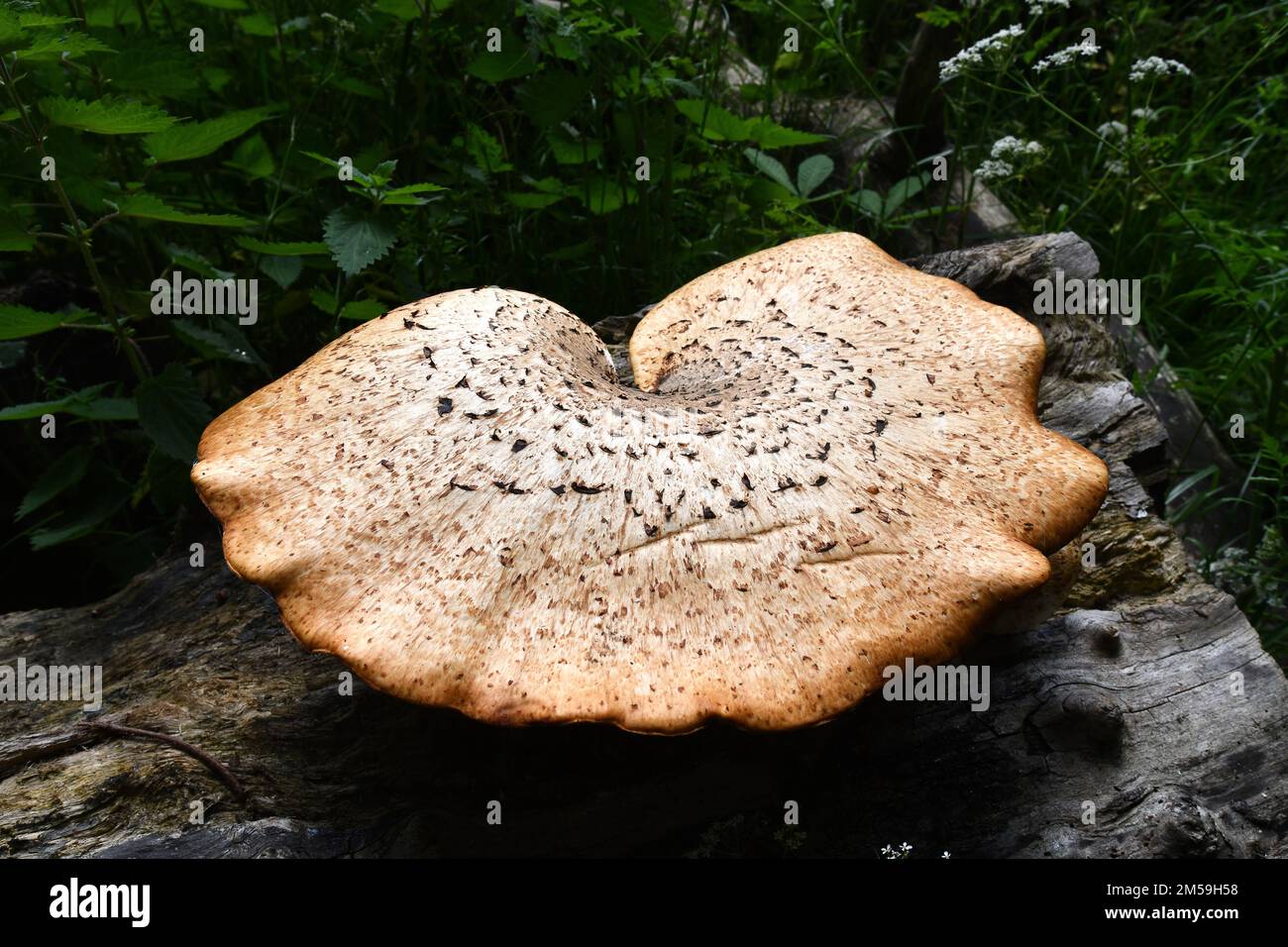 Dryads Sattelpilze Riesenwaldpilze, die auf toten Baumstumpfen wachsen Stockfoto