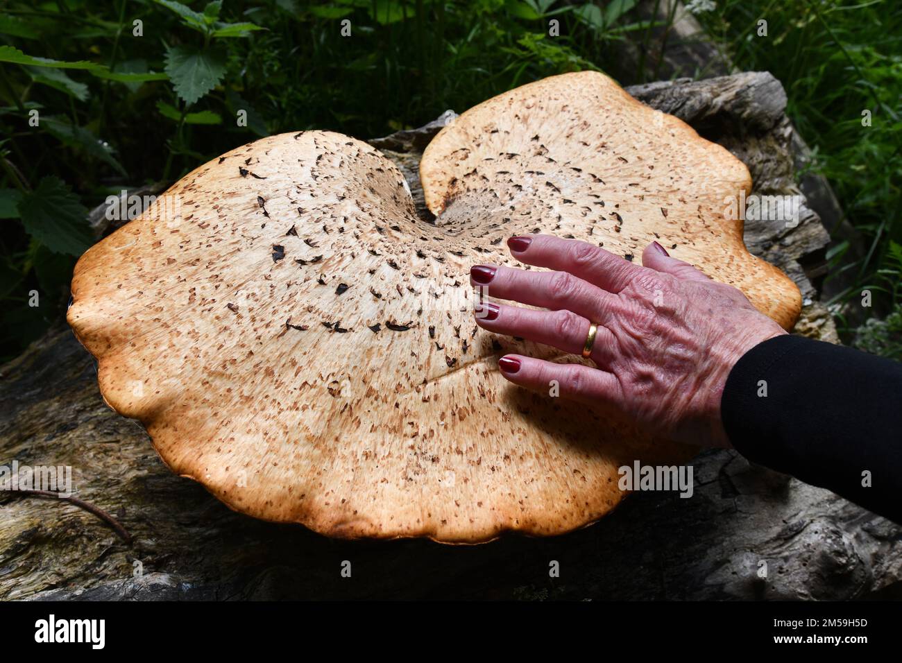 Eine weibliche Hand auf den riesigen Waldpilzen von Dryad's Saddle Pilze, die auf toten Baumstumpfen wachsen Stockfoto