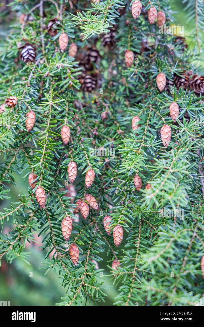 Tsuga heterophylla-Konifera oder westlicher Schierlingsbaum mit hängenden kleinen Zapfen Stockfoto