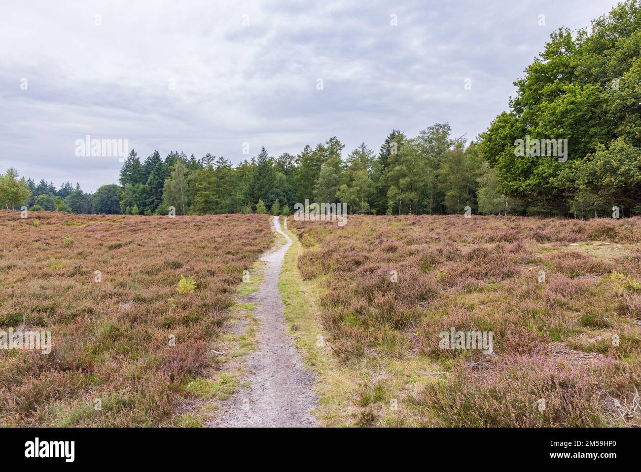 Heather Field mit Lärchenbäumen in Gasselte in der Gemeinde AA en Hunze in der Provinz Drenthe, Niederlande Stockfoto