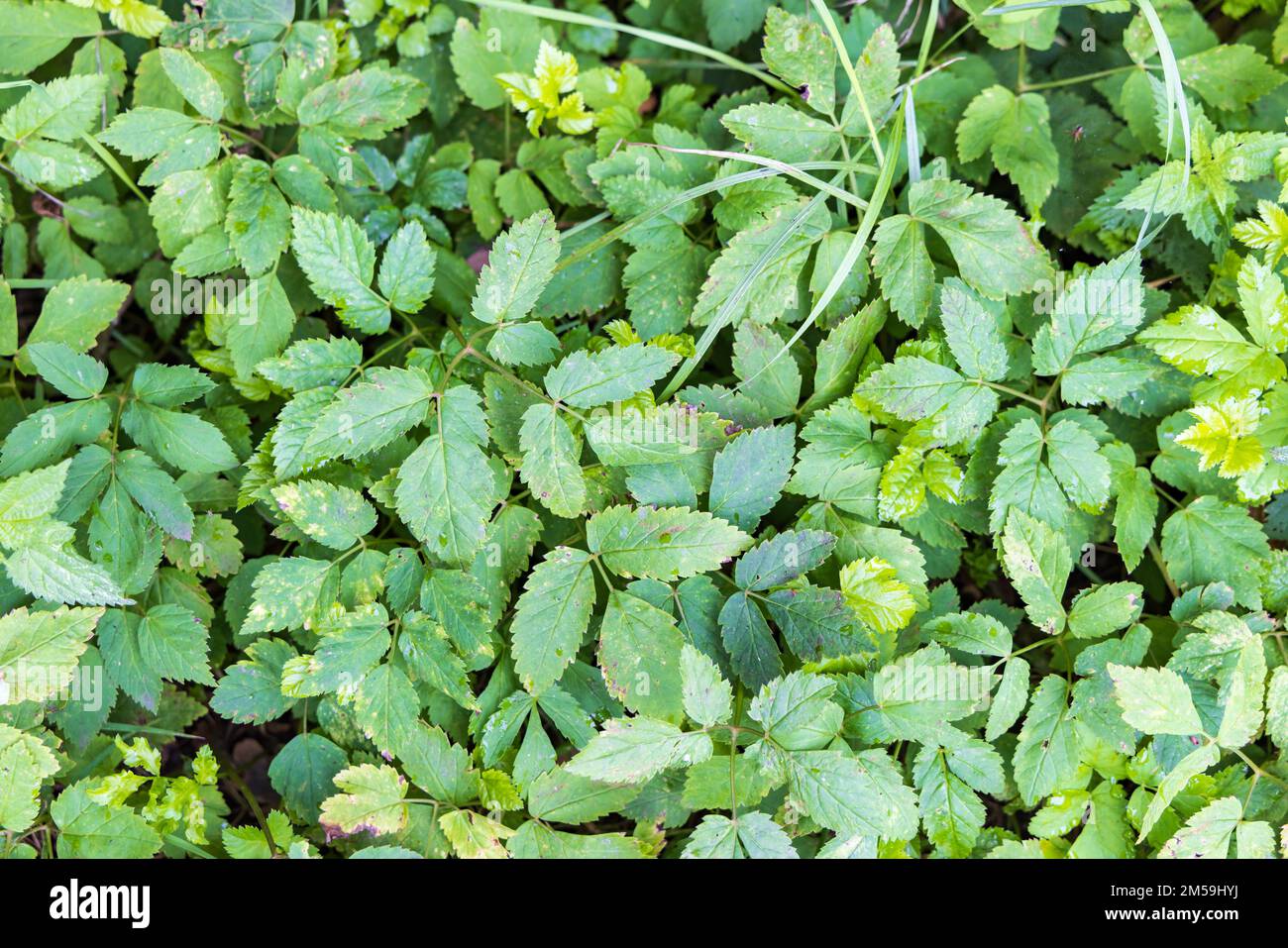 Zur Herstellung von Pesto kann Aegopodium podagraria oder Gänse-Unkraut verwendet werden Stockfoto