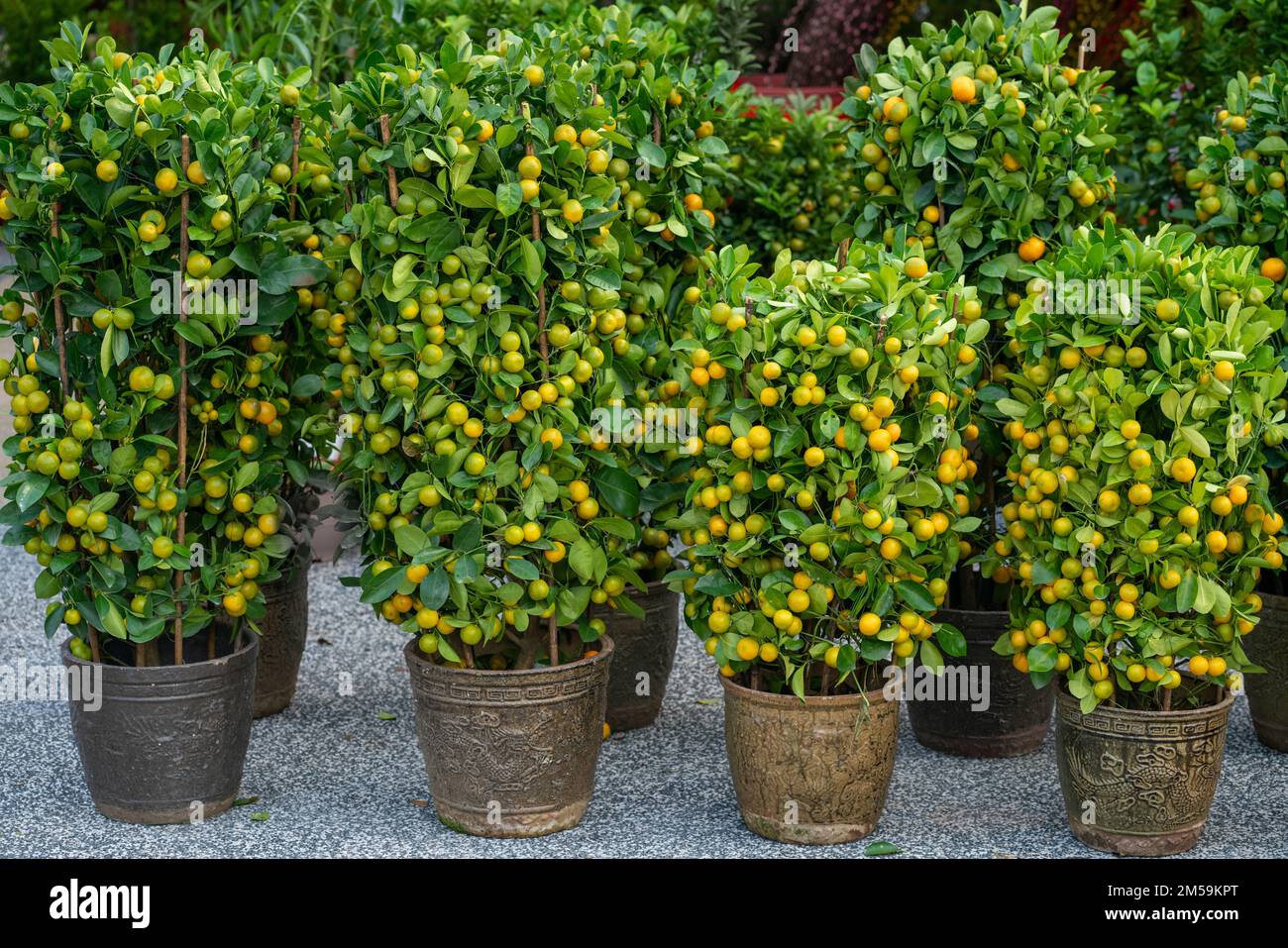 Die chinesischen Mandarinen-Orangenbäume in Töpfen. Stockfoto