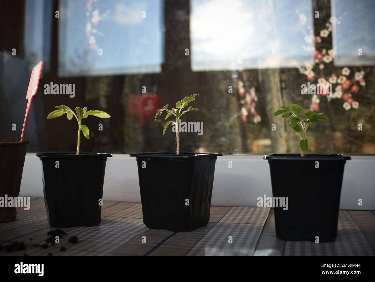 Töpfe mit Gemüse auf dem Hauptfenster Stockfoto