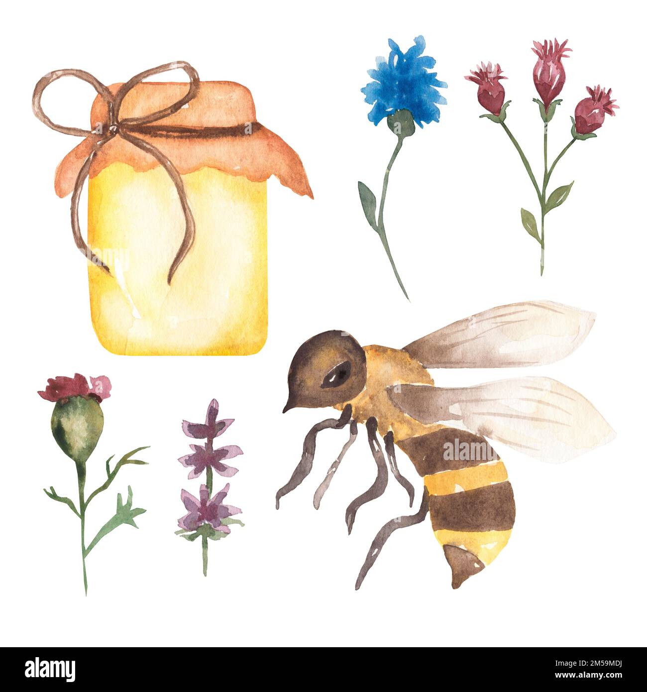Aquarelle Biene und Honig Set, Wildblumen Illustration, Feldblumen, handgezeichnete Insekten Clipart. Stockfoto