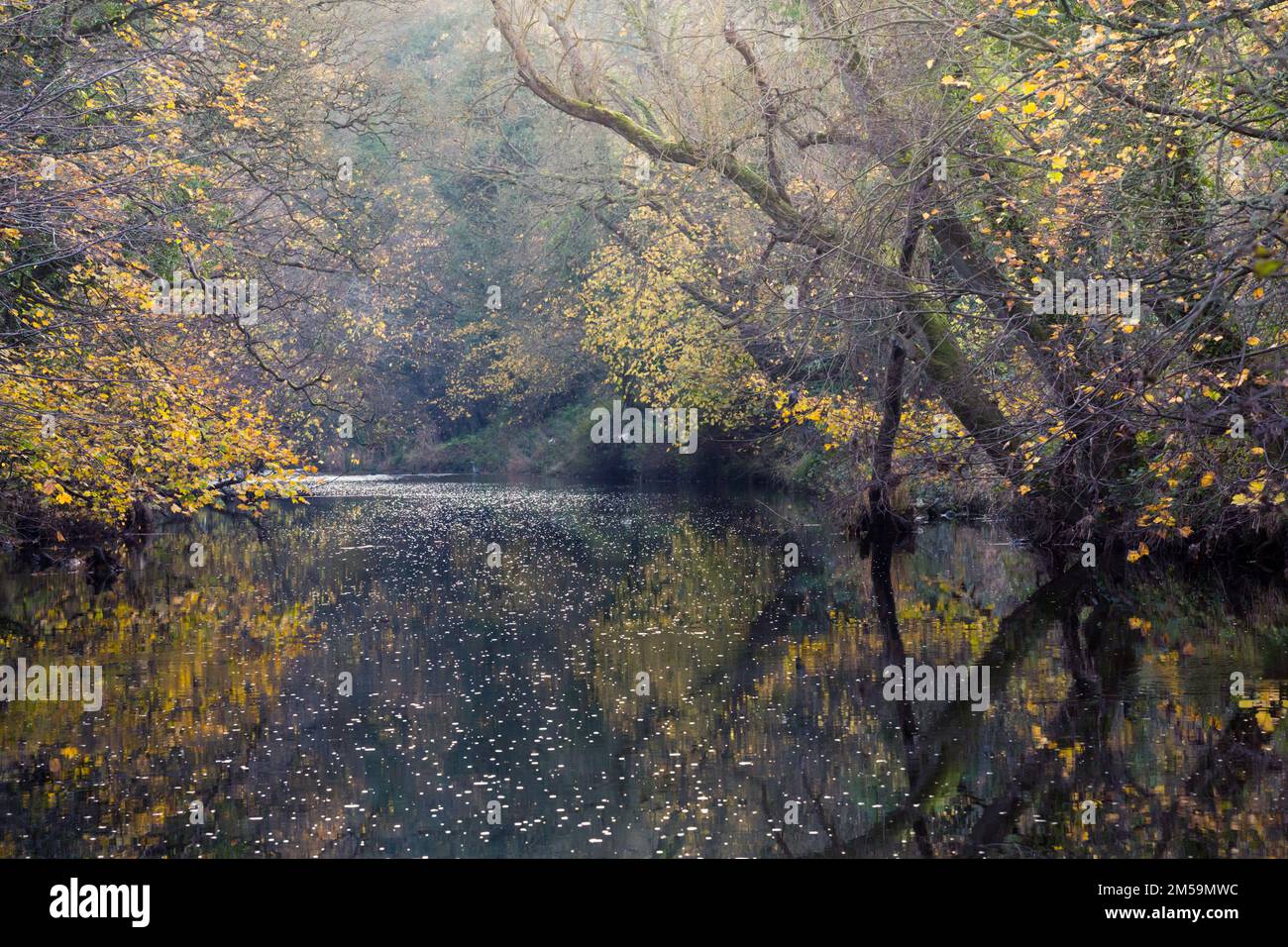 Goldene Blätter auf den Bäumen über einem Fluss mit Reflexionen im Herbst im frühen Abendlicht, der Fluss Wansbeck in Northumberland, Nordosten Stockfoto