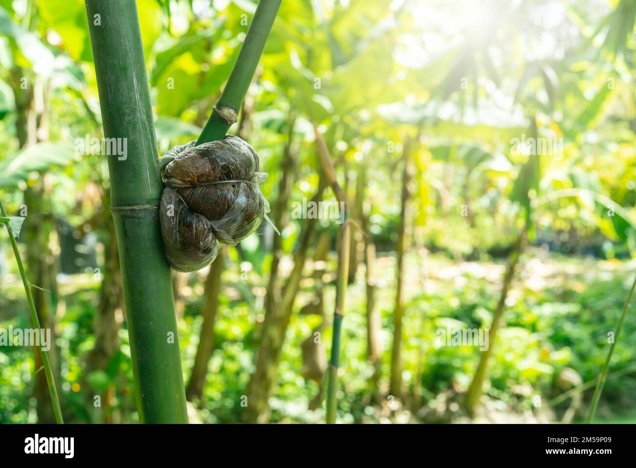 Luft, die einen Bambuszweig in einem Bio-Garten überlagert. Bambuspflanzenvermehrung mit Luftschichten. Ökologischer Landwirtschaftsbetrieb. Bambusvermehrung. Bambus mit Stockfoto