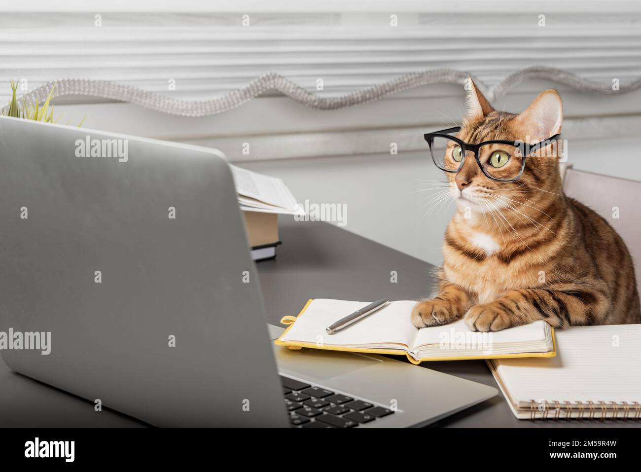 Charmante Katze mit Brille, die mit einem Laptop arbeitet. Freiberufler, der während der Quarantäne von zu Hause aus arbeitet. Stockfoto